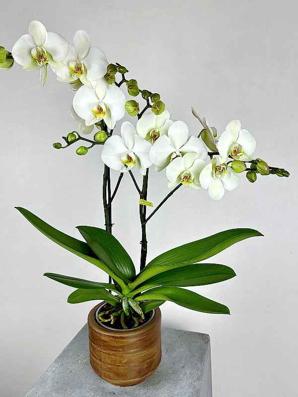 Maistro 2'li Beyaz Phalaenopsis Orkide