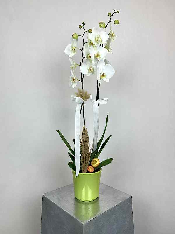 Seramik Vazoda 2'li Beyaz Orkide