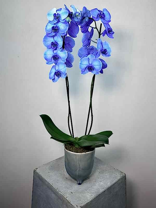 2'li Mavi Phalaenopsis Orkide