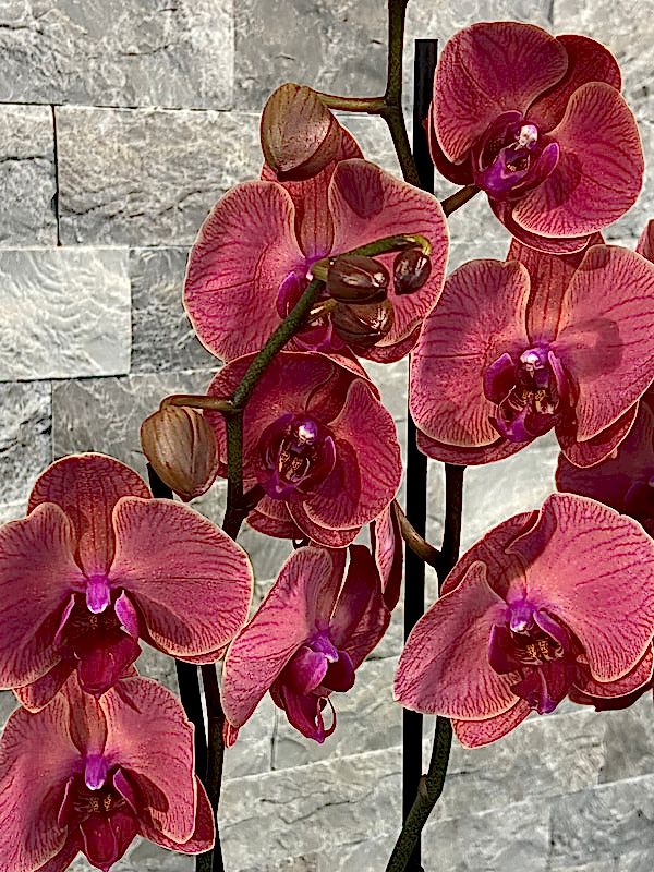 4'lü Red Asian Phalaenopsis Orkide