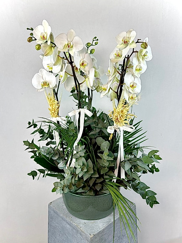 Yeşil Seramik Saksıda 5'li Beyaz Phalaenopsis Orkide