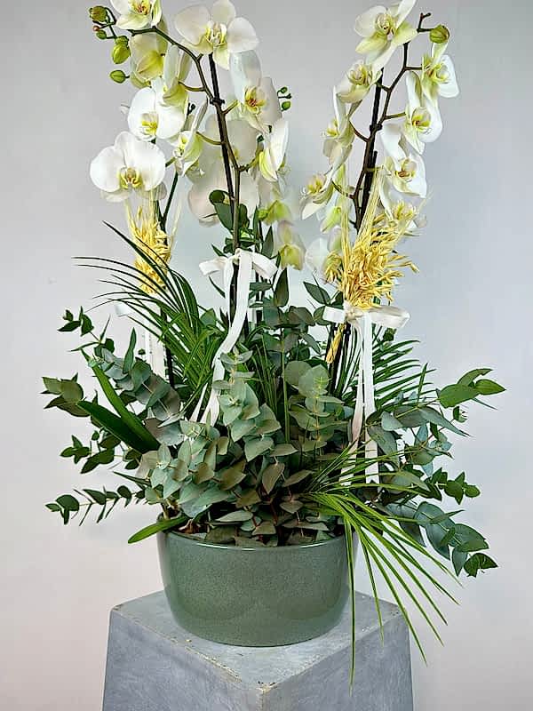 Yeşil Seramik Saksıda 5'li Beyaz Phalaenopsis Orkide