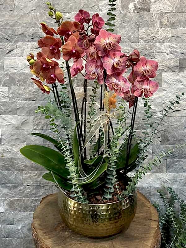 6'lı Deluxe Renkli Orkide
