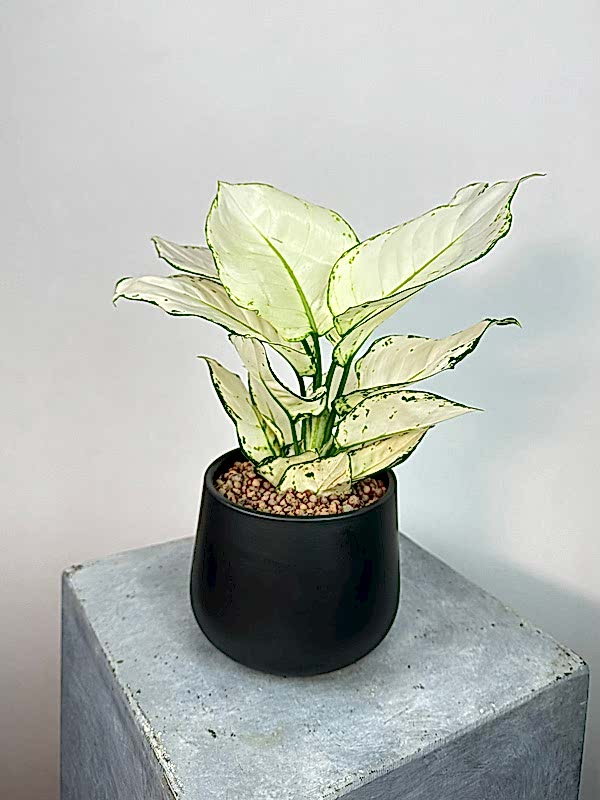 Aglaonema White Joy