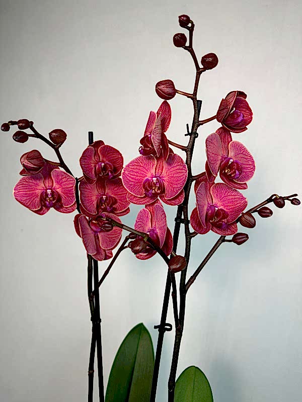 St Tropez Gri Vazoda 2'li Red Asian Orkide