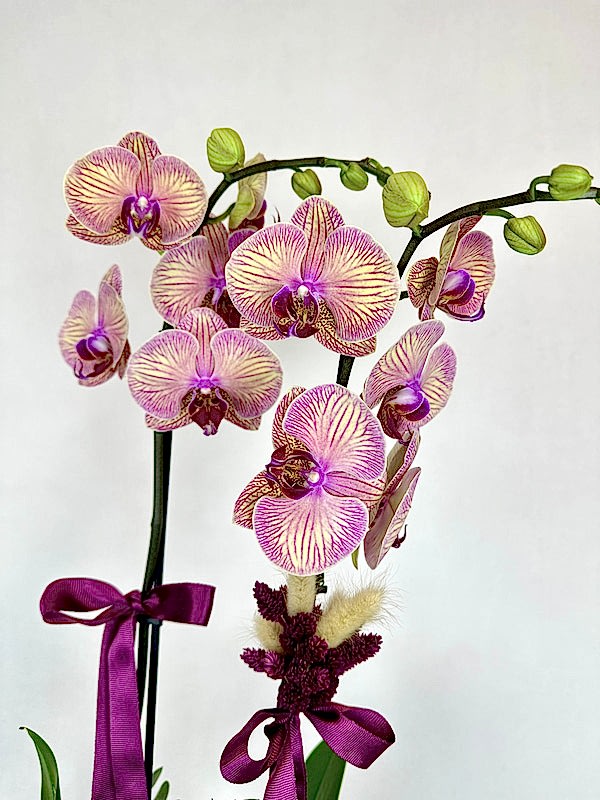 Kaleidoscope 2'li Phalaenopsis Orkide