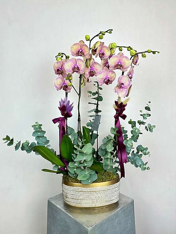 Kaleidoscope 4'lü Phalaenopsis Deluxe