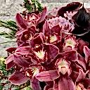 Cam Vazo Simbidyum ve Gala Aranjmanı