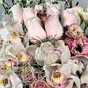 Poudre Deluxe Aranjman