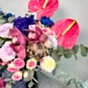 Vita Renkli Aranjman