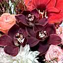 Velvety Deluxe Aranjman