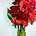 Roux Cam Vazo Aranjman