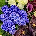 Blake Mor Beyaz Deluxe Aranjman