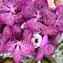 Gold Deluxe Vazo Pembe Vanda ve Güller