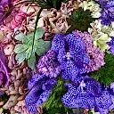 Siyah Vazoda Mor Orkide Aranjman