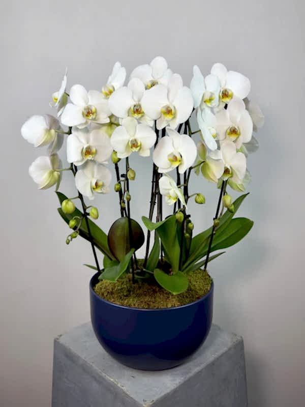 Versailles Lacivert Vazoda 4'lü Fontano Orkide