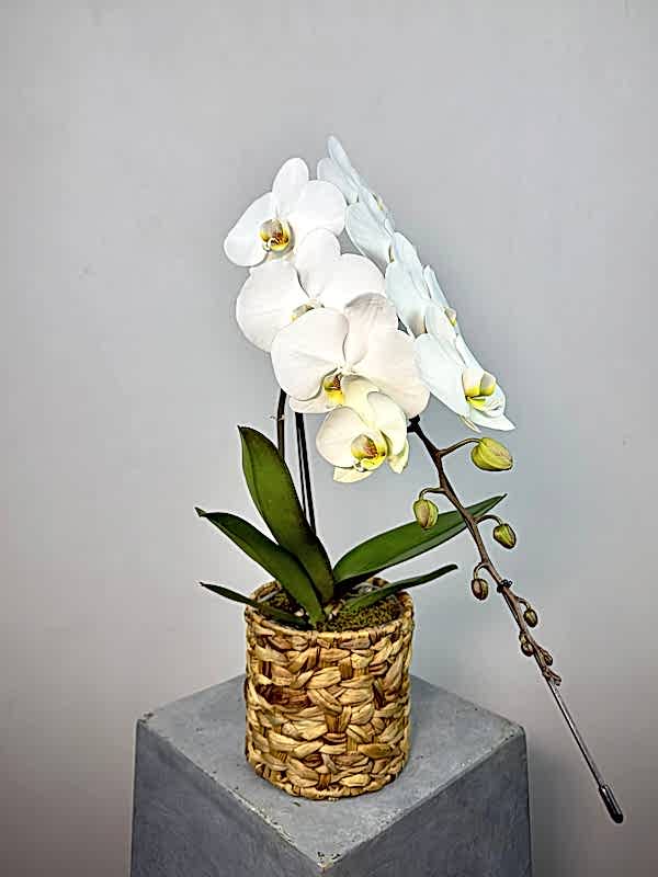 Hasır Sepette Formidablo Niagara Falls