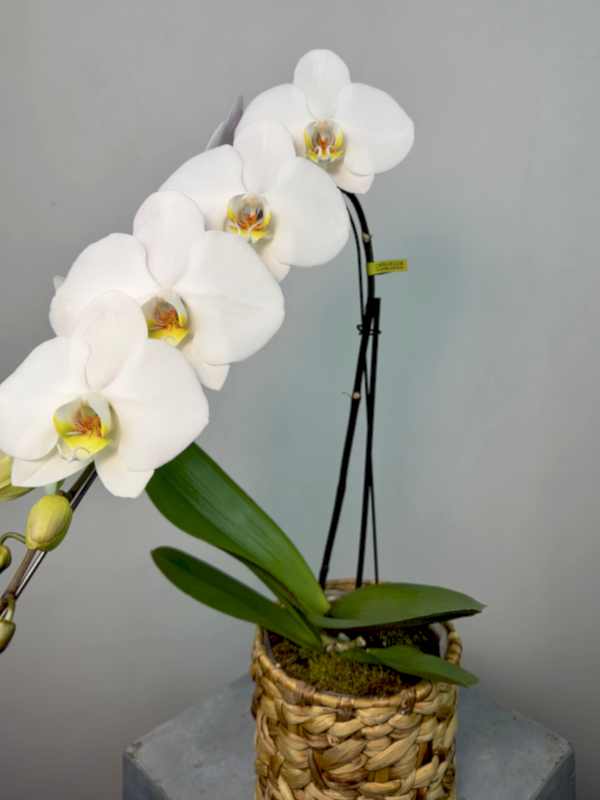 Hasır Sepette Formidablo Niagara Falls