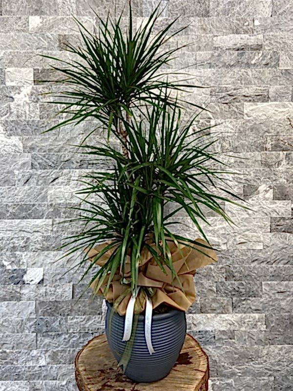 Gri Saksıda 3'lü Dracaena Marginata