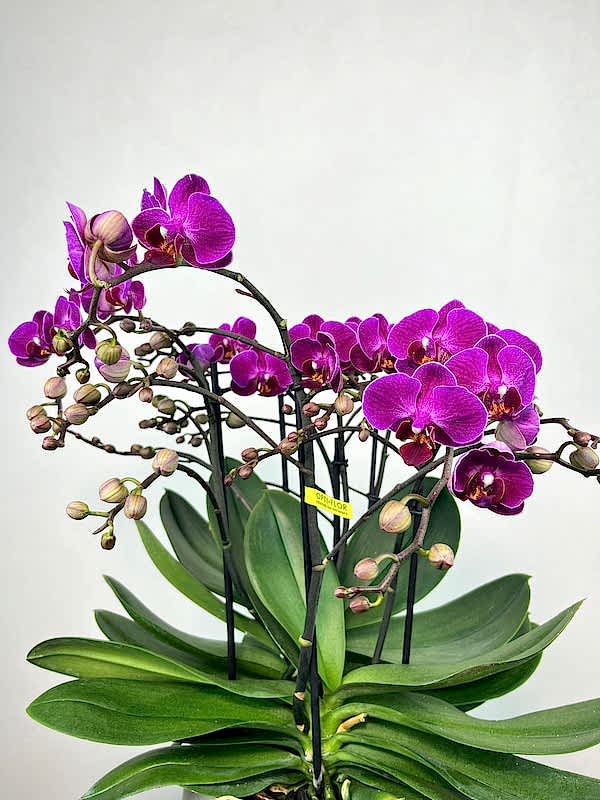 Amore Fuşya Bellissimo Orkide