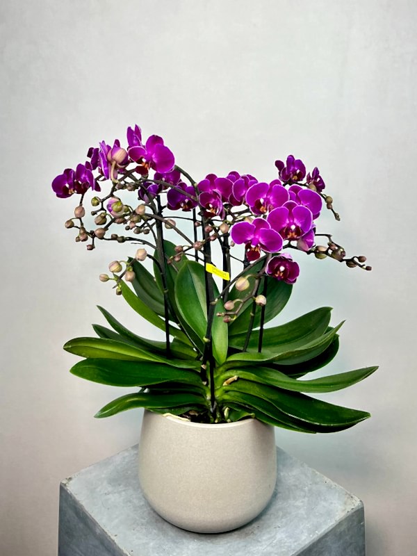 Amore Fuşya Bellissimo Orkide