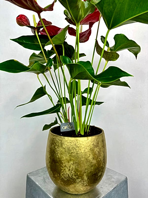 Gold Luxe Vazoda Büyük Anthurium