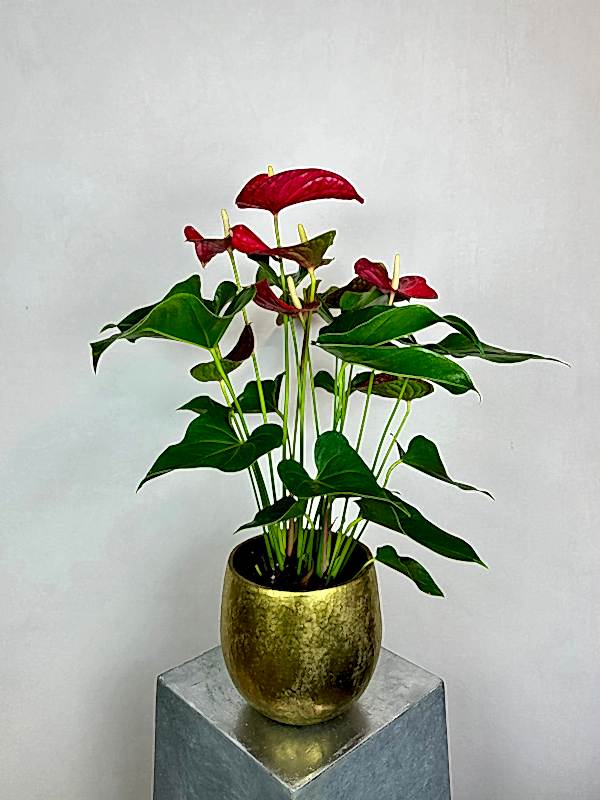 Gold Luxe Vazoda Büyük Anthurium