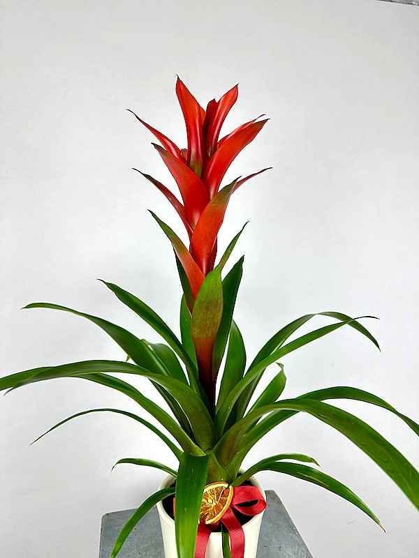 Guzmania Allura