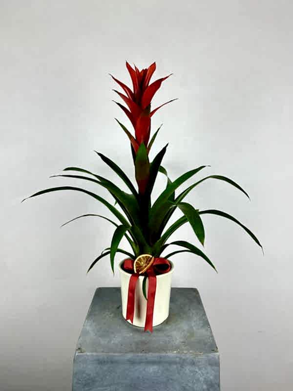 Guzmania Allura