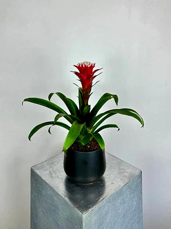 Guzmania Hope