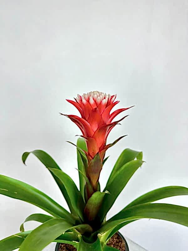 Guzmania Hope
