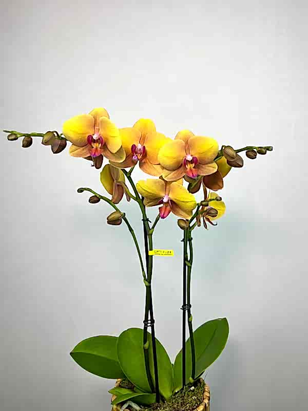 Deshi Hasır Saksıda 2'li Sarı Phalaenopsis Orkide