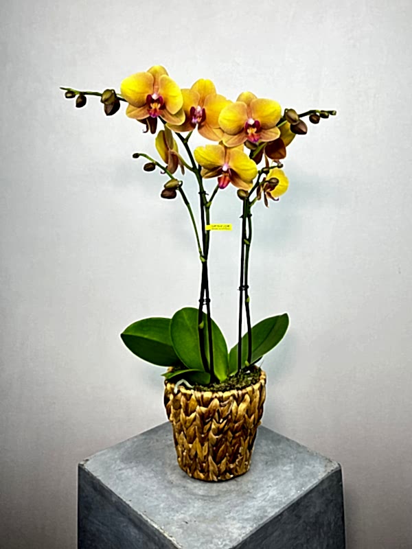 Deshi Hasır Saksıda 2'li Sarı Phalaenopsis Orkide