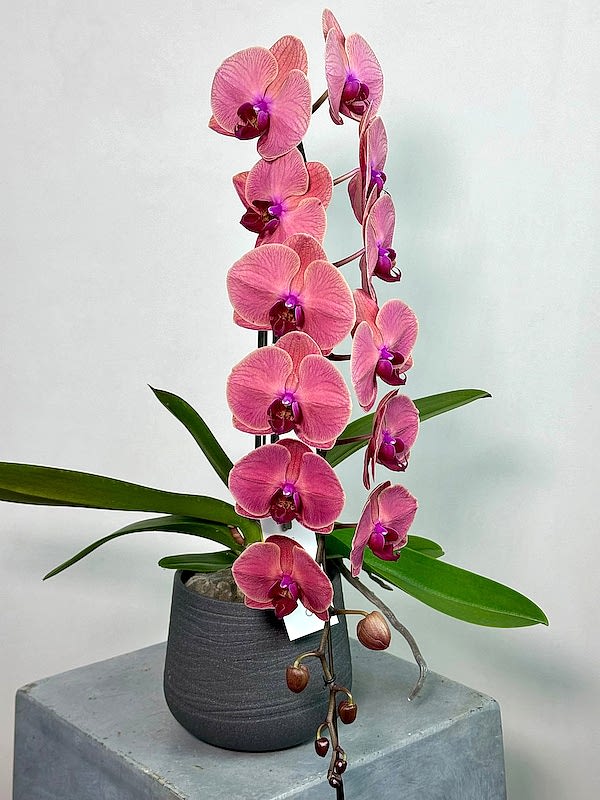 Formidablo Rose Red Orkide