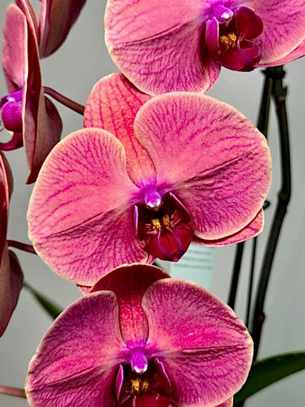 Formidablo Rose Red Orkide