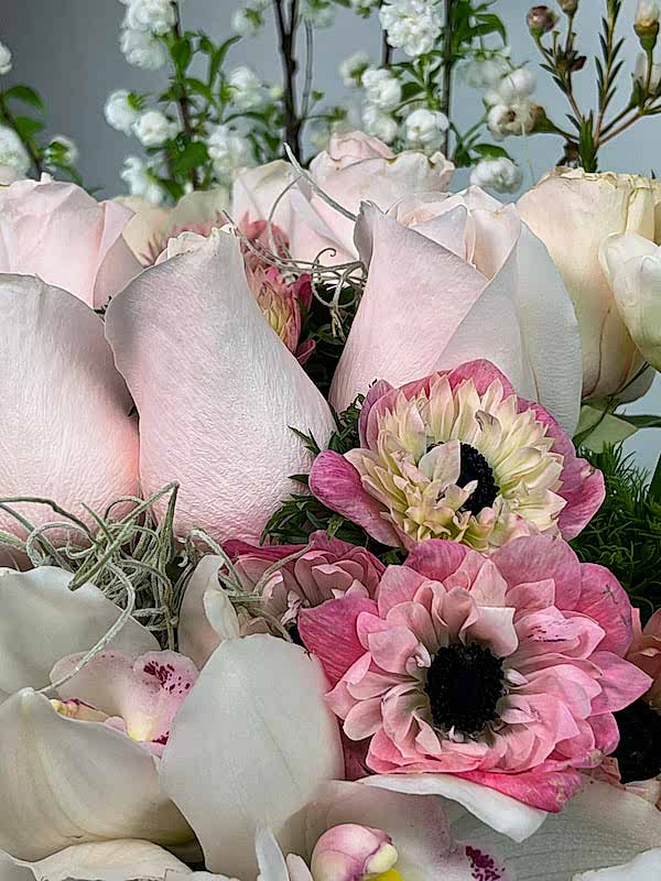 Poudre Deluxe Aranjman