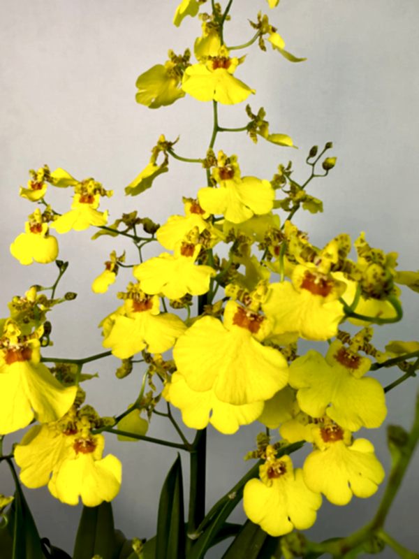 Hasır Saksıda Oncidium Orkide