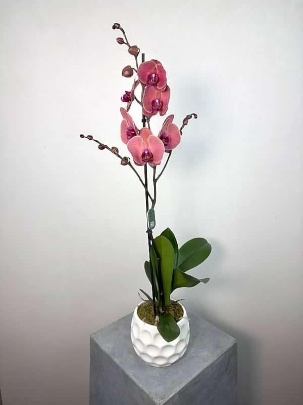 Beyaz Vazoda Red Asian Phalaenopsis Orkide