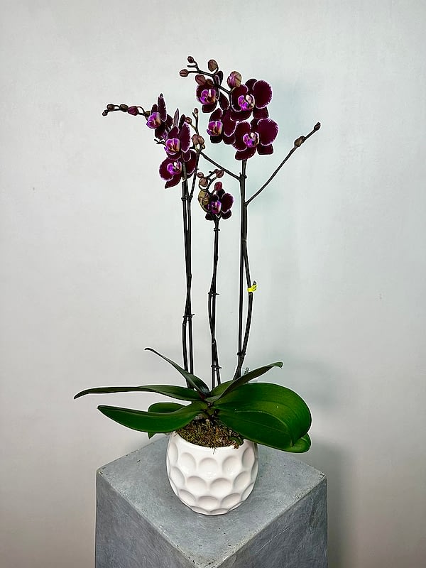 Montpellier Phalaenopsis Orkide
