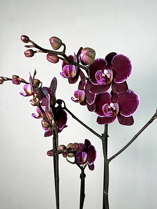 Montpellier Phalaenopsis Orkide