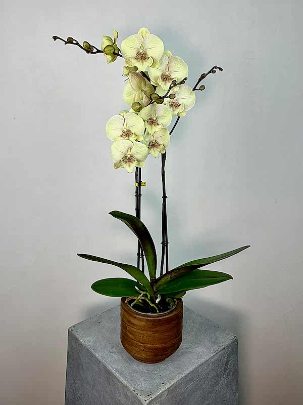 Turner 2'li Phalaenopsis Orkide
