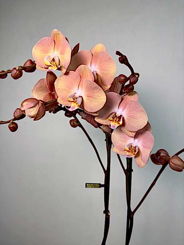 Suki 2'li Phalaenopsis Orkide