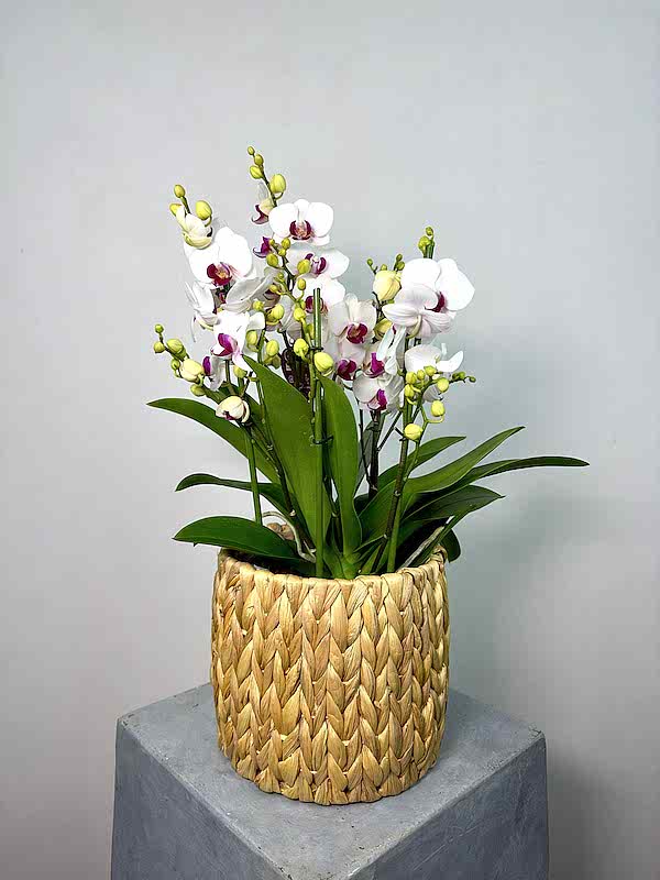 Hasır Sepette Duetto Safe Haven Orkide