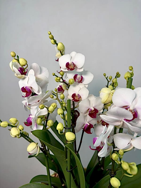 Hasır Sepette Duetto Safe Haven Orkide