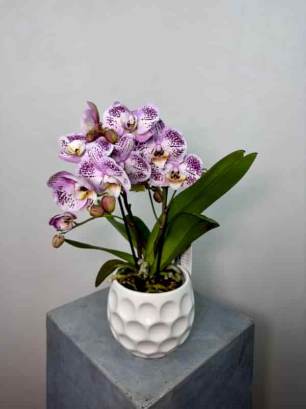 Bellini 2'li Phalaenopsis Orkide