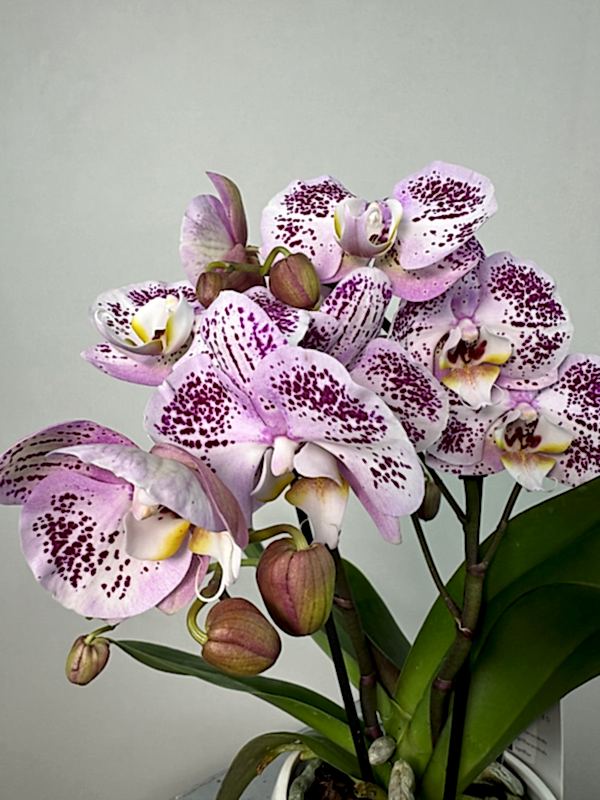 Bellini 2'li Phalaenopsis Orkide