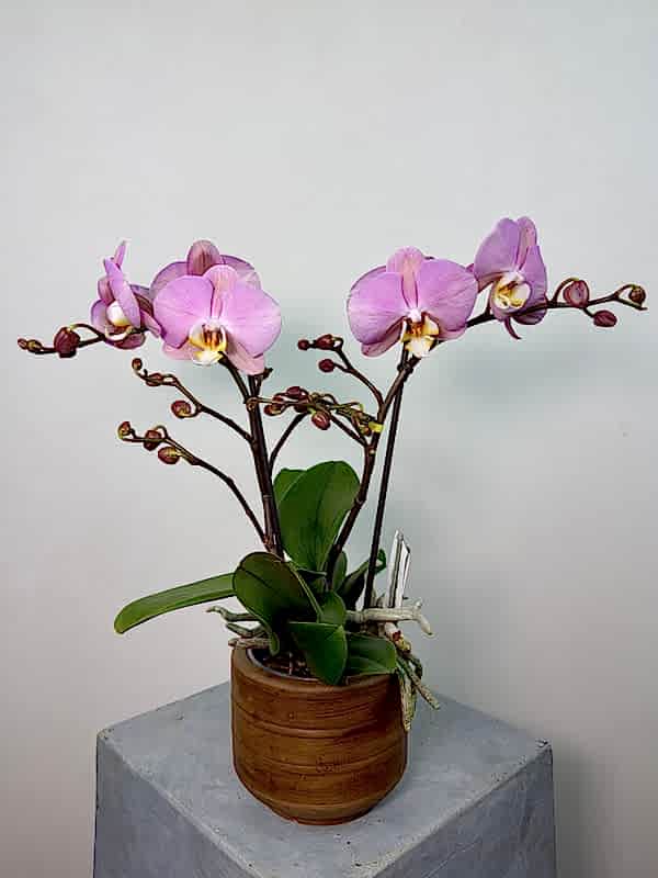 Cosmopolitan 2'li Phalaenopsis Orkide (Tablo)