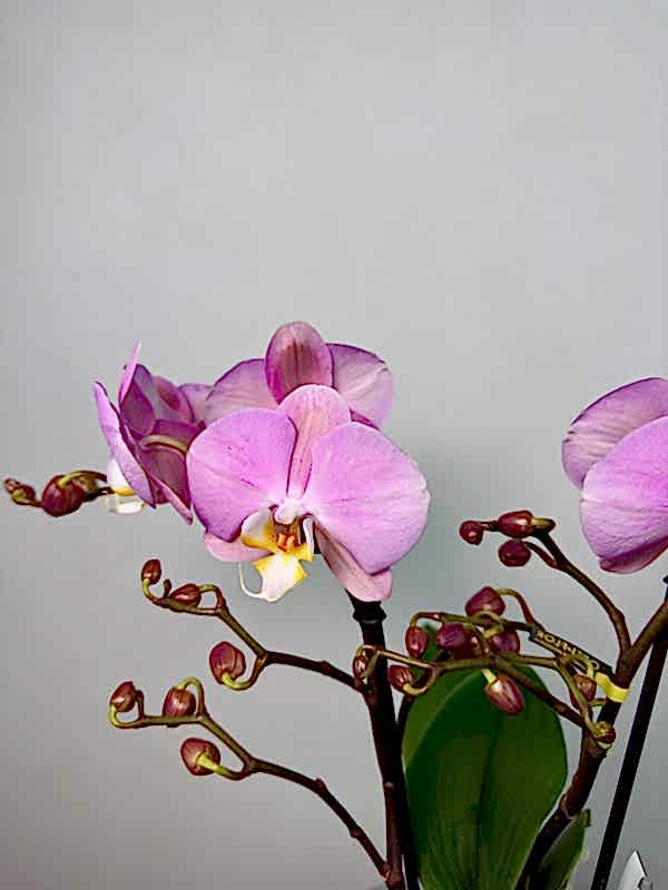 Cosmopolitan 2'li Phalaenopsis Orkide (Tablo)