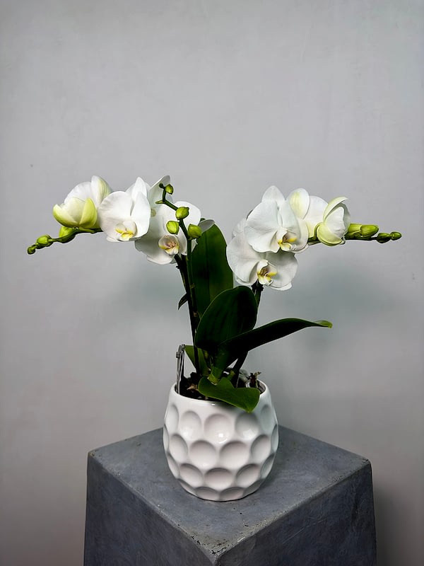 Champagne 2'li Phalaenopsis Orkide