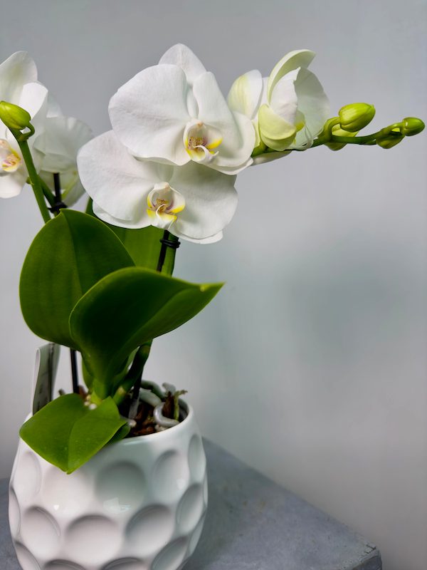 Champagne 2'li Phalaenopsis Orkide